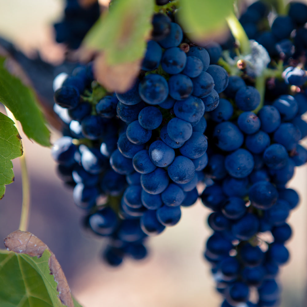 【ソムリエ解説】オーストラリアのワインの特徴は？産地、品種、有名銘柄を解説！